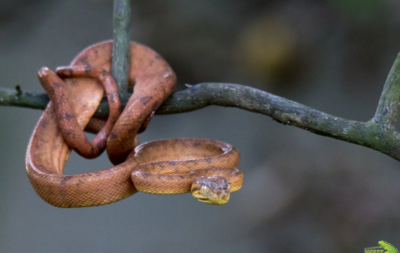 India’s Wildlife Parks Thrive